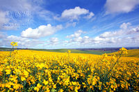 Ballarat Photography