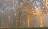 Ballarat Photography Peter Kervarec