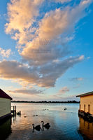 Ballarat Photography Peter Kervarec Spring Swans