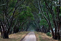 Australian Bush Track Peter Kervarec