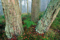 Three Old Bush Gum Trees with Moss