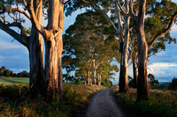 Australian Bush Track