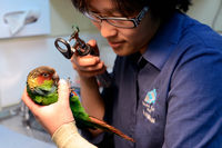 Ballarat Veterinary Practice