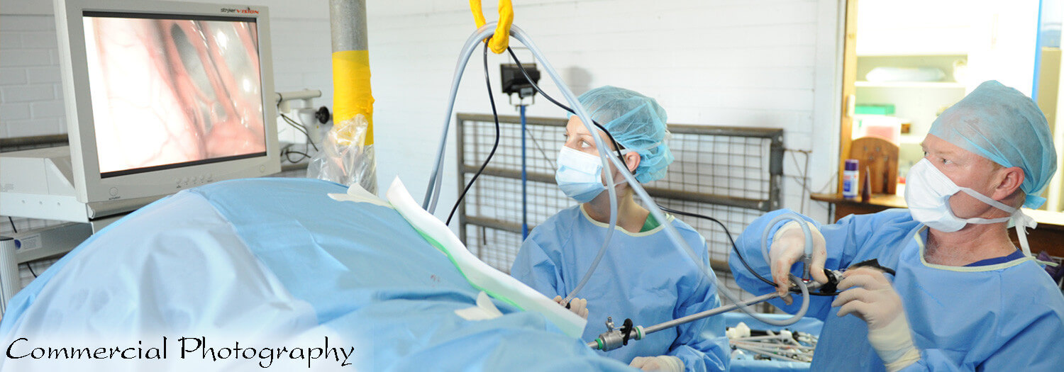 Ballarat Commercial Photographer, Ballarat Veterinary Practice Equine Clinic, Veterinary, 