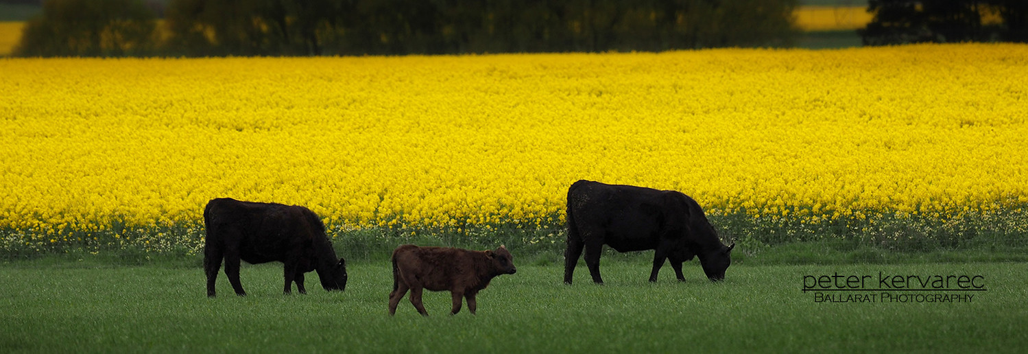 Ballarat Photography, Canola, Farm , Cattle