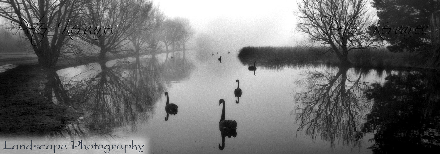 Ballarat Photography, Lake Wendouree, Ballarat Swans in Winter at Fairyland, Film 1996, Ballarat Icon